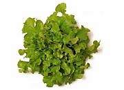 Bol Salat