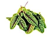 Kuzu Kulağı